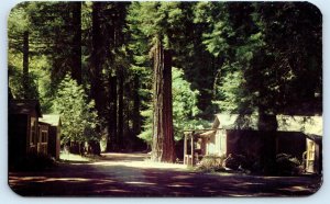 BIG SUR, CA California ~ REDWOOD LODGE & CAMP  c1950s Roadside Postcard
