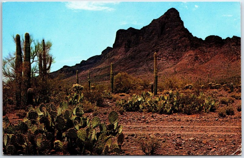 VINTAGE POSTCARD PRICKLY PEAR SCENE AT PICACHO PEAK NEAR TUSCON ARIZONA