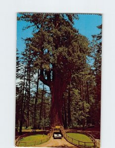 Postcard Chandler Drive-Thru Tree, Drive Thru Tree Park, Leggett, California