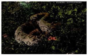 Florida   Rattlesnake