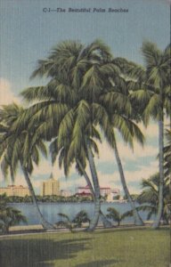 Florida Trees Palm Trees Around Lake Worth 1953 Curteich