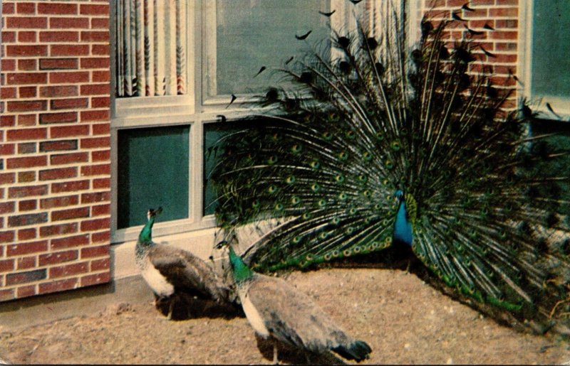 Illinois Quincy Peacock At Illinois Soldiers and Sailors Home