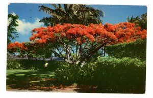 HI - The Flame Tree- Royal Poinciana