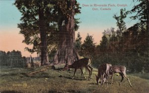 GUELPH, Ontario, Canada, 00-10s; Deer in Riverside Park