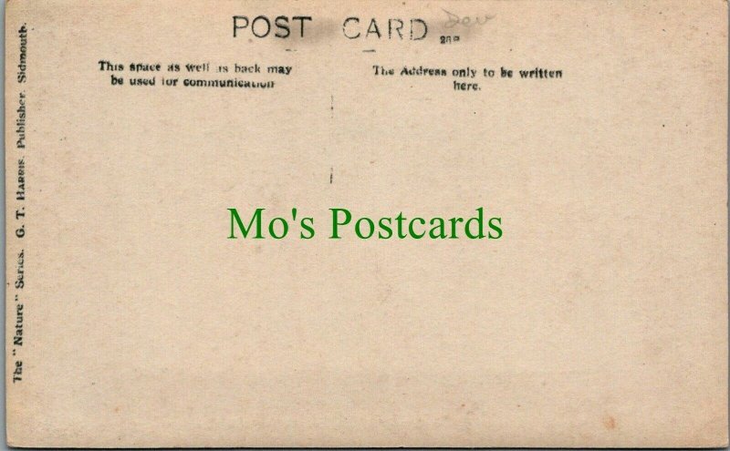 Devon Postcard - Sidmouth & West Sands   RS25336