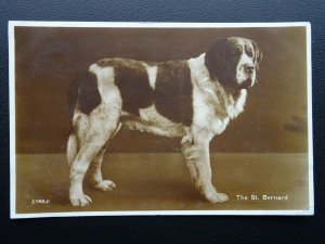 Dog Portrait THE ST. BERNARD c1930's RP Postcard by Valentine 5788V