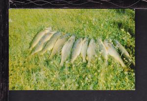 Walleyes Postcard 