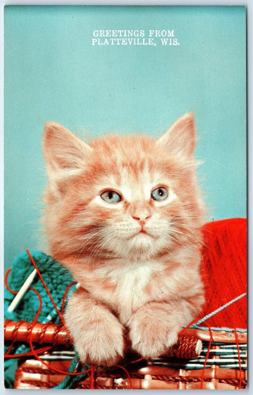 c1970s Platteville, Wis. Greetings from PC Adorable Orange Tabby Kitten Cat A264