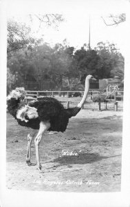 Postcard RPPC California Los Angeles Ostrich Farm Nubie 23-6637