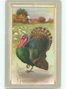 Divided-Back THANKSGIVING SCENE Great Postcard AA0709