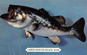 Large Mouth Black Bass Fish / Sea Mammals Unused 