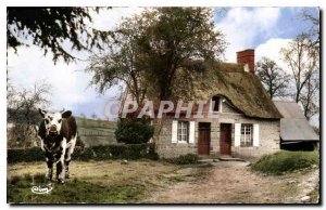 Old Postcard Ma Normandie hinge Normande Cow