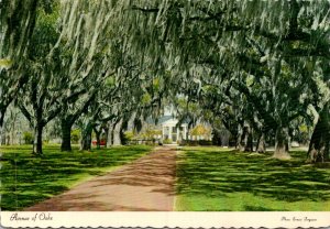 South Carolina Mt Pleasant Boone Hall Plantation Avenue Of Oaks