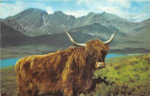 US61 Uk Scotland a highland rover 1972 ox postcard