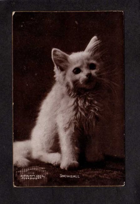 Kitten Cat Kitty Snowball C E Bullard Postcard  - Small thin on back of card