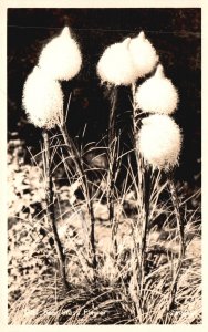 Vintage Postcard Real Photo Lovely Arctic Cotton Blooming Polar Grass RPPC