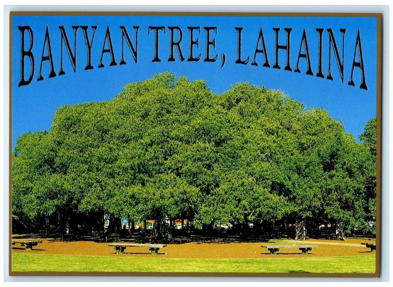 c1960s Banyan Tree Commonly Found Lahaina Maui Hawaii HI Unposted Trees Postcard