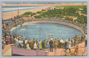 Marineland Florida~Top Deck Crowd Marine Studios~Vintage Postcard 