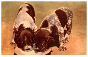 Dog ,  Puppies drinking Milk