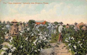 Cape Jessamine Jasmine Gardenia Flower Industry Houston Texas 1910c postcard