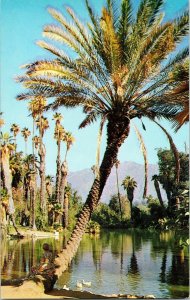 Los Angeles StateCounty Arboretum Arcadia CA Phoenix Dactylifera Postcard Vtg 