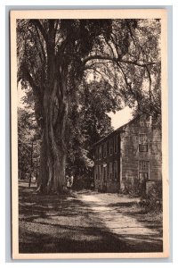 Vintage 1940s Postcard Beautiful Country Street Large Tree and Farmhouse