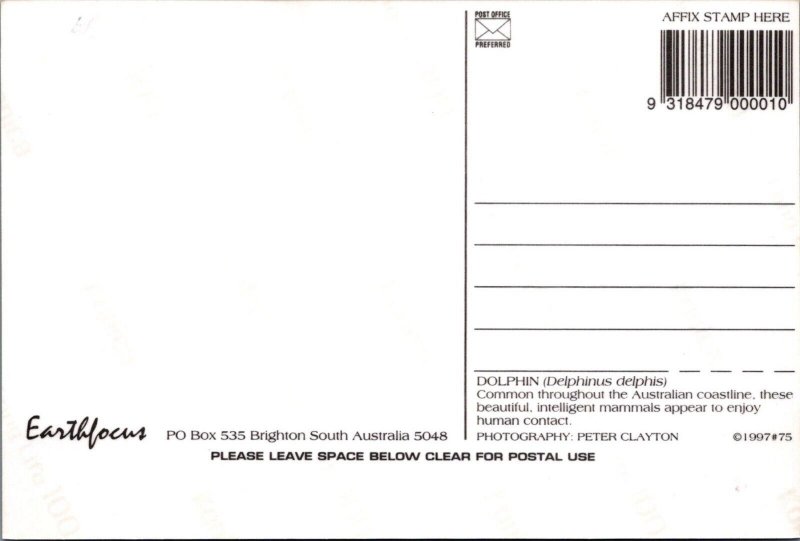 Animals Photo Postcard -Dolphin, Common on The Australian Coastline RR21970