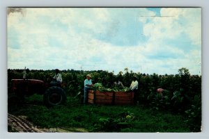 Claxton GA-Georgia, Tobacco Harvest, Chrome c1969 Postcard 