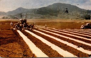 Hawaii Pineapple Field Laying Mulch Paper To Prevent Weeds 1945