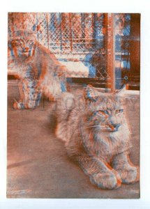 498598 USSR 1967 year Latvia Riga Zoo lynx stereo volumetric postcard