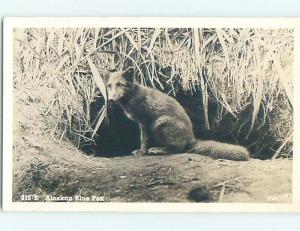 Pre-1940's rppc ALASKAN BLUE FOX state of Alaska HM3886