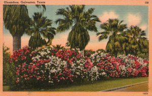 Vintage Postcard Oleanders More Than 60 Varieties Bushes Flower Galveston Texas