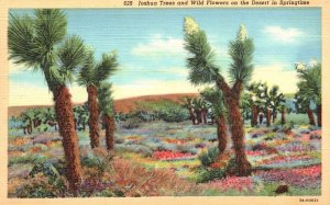 Vintage Postcard Joshua Trees & Wild Flowers on The Desert in Springtime Calif.