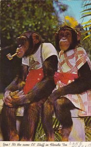 Dressed Monkeys Sitting On Bench Smoking Pipe Monke Jungle Florida 1973