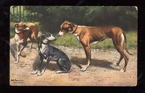 014442 Lovely GREYHOUND Dogs by SCHONIAN vintage TSN 537-4 PC