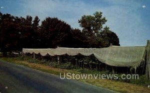Connecticut River Valley Tobacco Farm - Misc Postcard