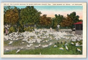 1920 Eastland Texas Postcard One Flocks Helping Make County Egg Basket Farm