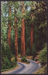 Divided Highway,Sequoia National Park,CA Postcard BIN