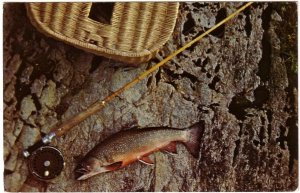 Fish And Rod, Catch Of The Day, Vintage 1971 Chrome Postcard