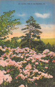 Laurel Time   Pocono Mountains, Pennsylvania PA