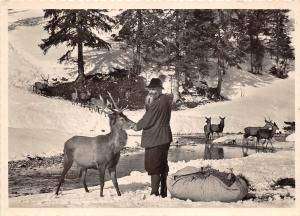BG21907 wild cerf deer futterung unterleutasch tirol austria CPSM 14.5x9cm