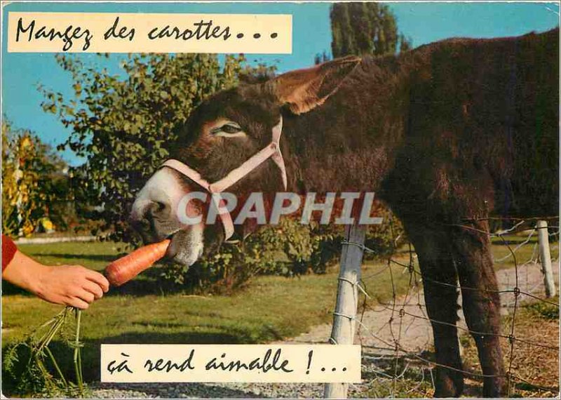 Postcard Modern Eating carrots makes ca lovable Donkey Mule