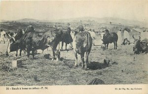 Africa Madagascar humpback oxen zebus bulls vintage pictorial card 