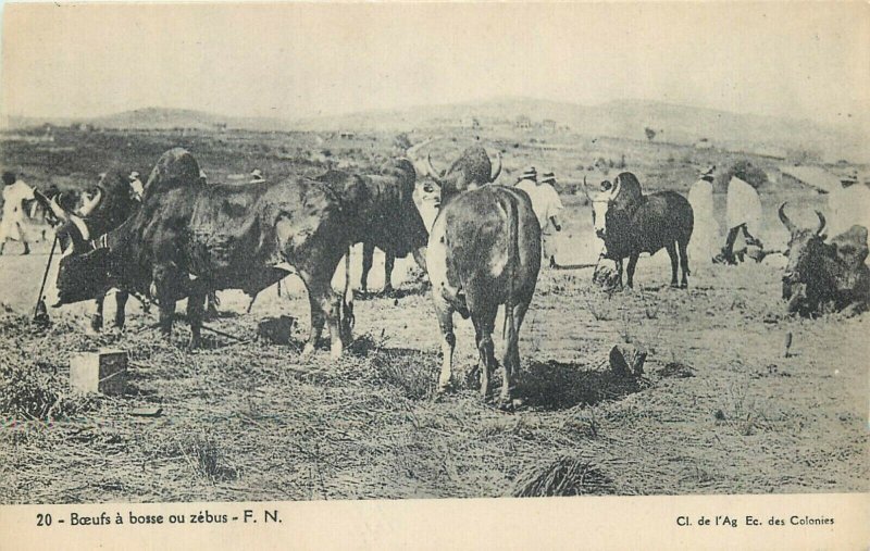 Africa Madagascar humpback oxen zebus bulls vintage pictorial card