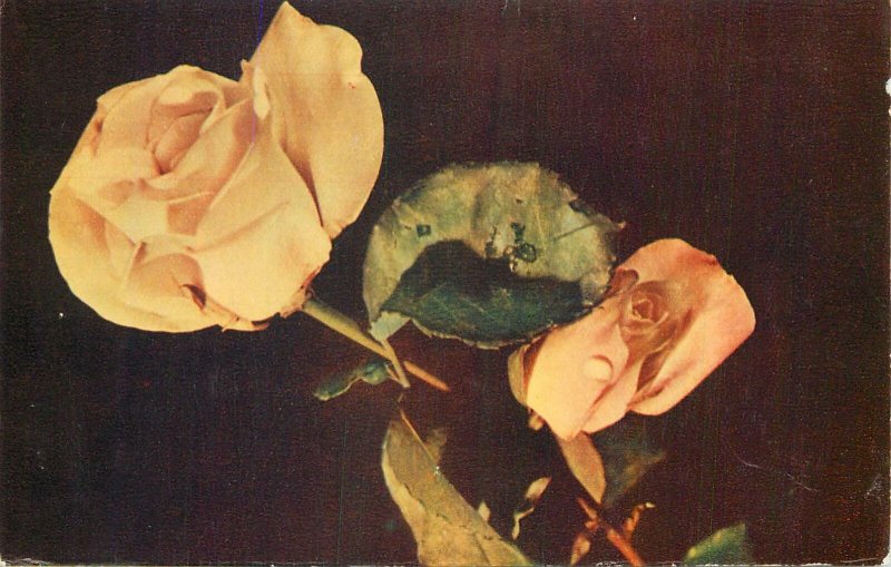 Yellow rose flower Postcard