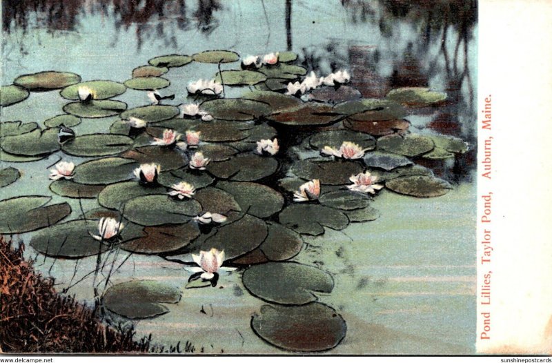 Maine Auburn Taylor Pond With Pond Lillies