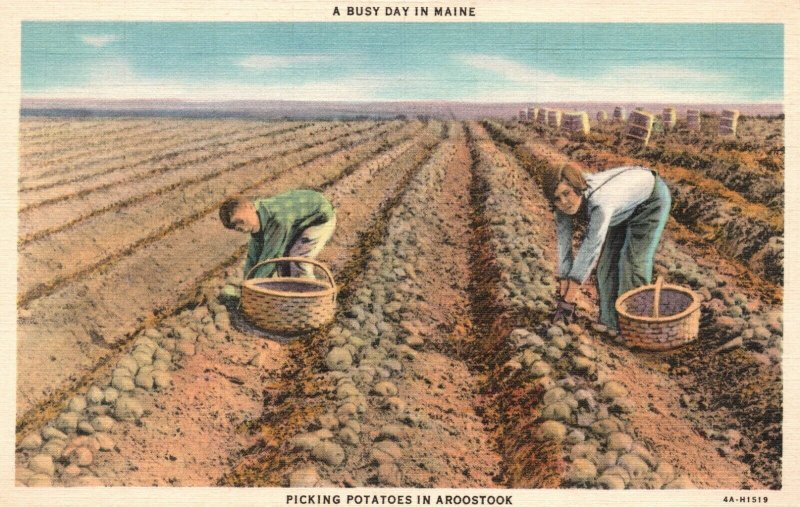 Vintage Postcard 1930's Picking Potatoes in Aroostook A Busy Day in Maine ME 