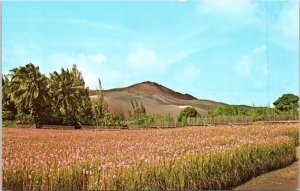 Postcard HI Vanda Orchid Fields on volcanic cinders from Kapoho eruption