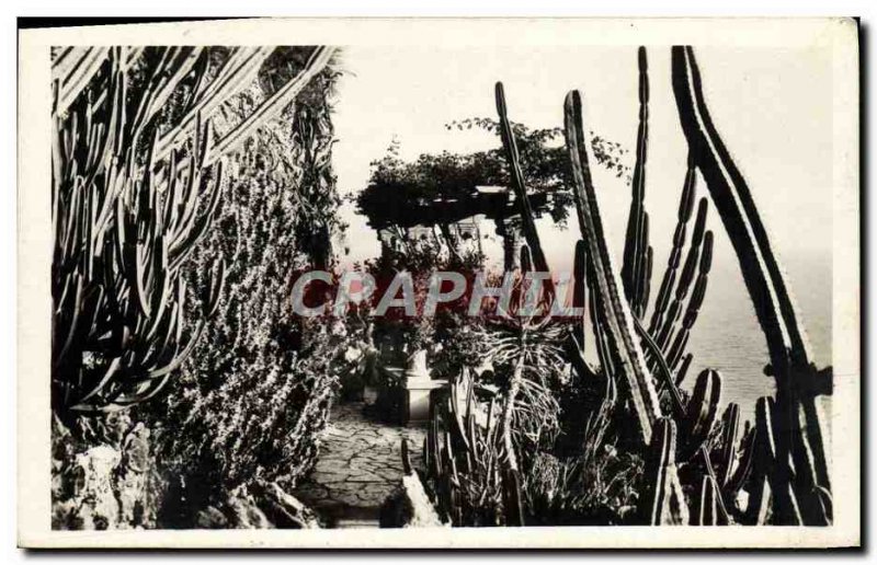 Old Postcard Monte Carlo Exotic Gardens