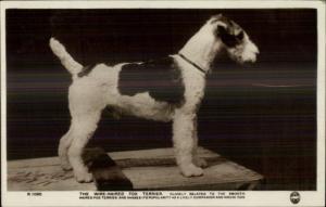 Wire-Haired Fox Terrier Dog c1915 Real Photo Postcard